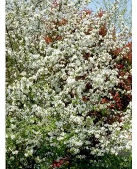 Tavallinen metsäomenapuu