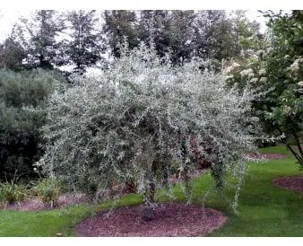 Pajunlehtinen päärynä