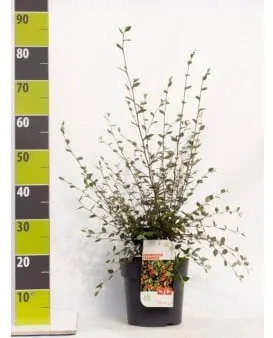 Harmaa kääpiöomenapensas